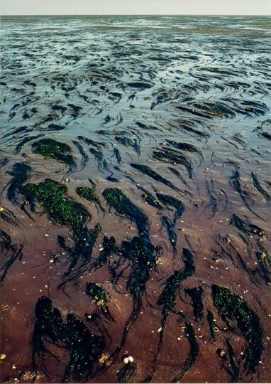 Wattenmeer von Pellworm