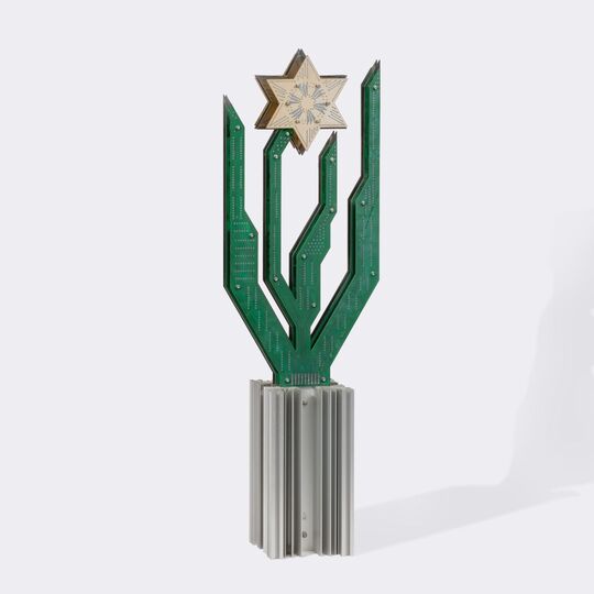 A Hybrid Cactus Flower