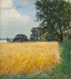 Reifes Kornfeld - Bild 1