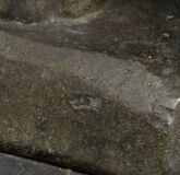 Panther auf der Lauer - Bild 5