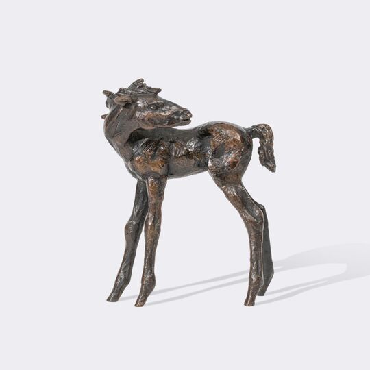 A Foal Looking Back