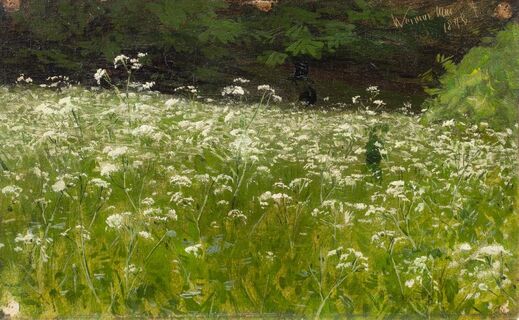 Meadow in Bloom