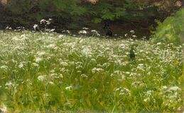 Meadow in Bloom