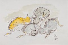 Vier Katzen